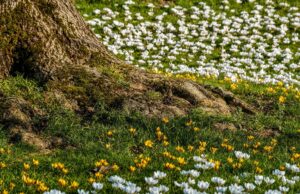 The base of a tree shows roots growing above ground surrounded by white and yellow flowers in the green grass.