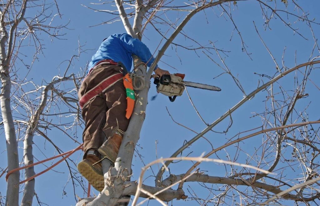 A tree worker hangs from a harness as they prune trees in winter.