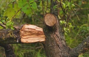 A tree branch with a jagged, splintered break next to a clean, rounded pruning cut on the same limb.