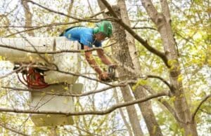 A Lefke arborist in a bucket truck making a precise pruning cut high in a mature tree.