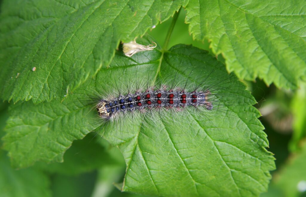 A spongy moth caterpillar defoliating a tree in Cincinnati.