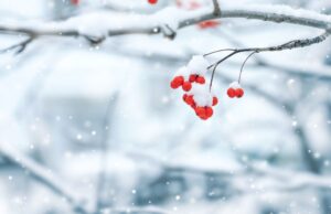 A small branch with red berries bending under the weight of snow in Cincinnati, OH.