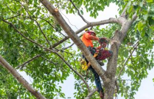 Lefke Tree Experts pruning large trees at a home near Cincinnati, Ohio.