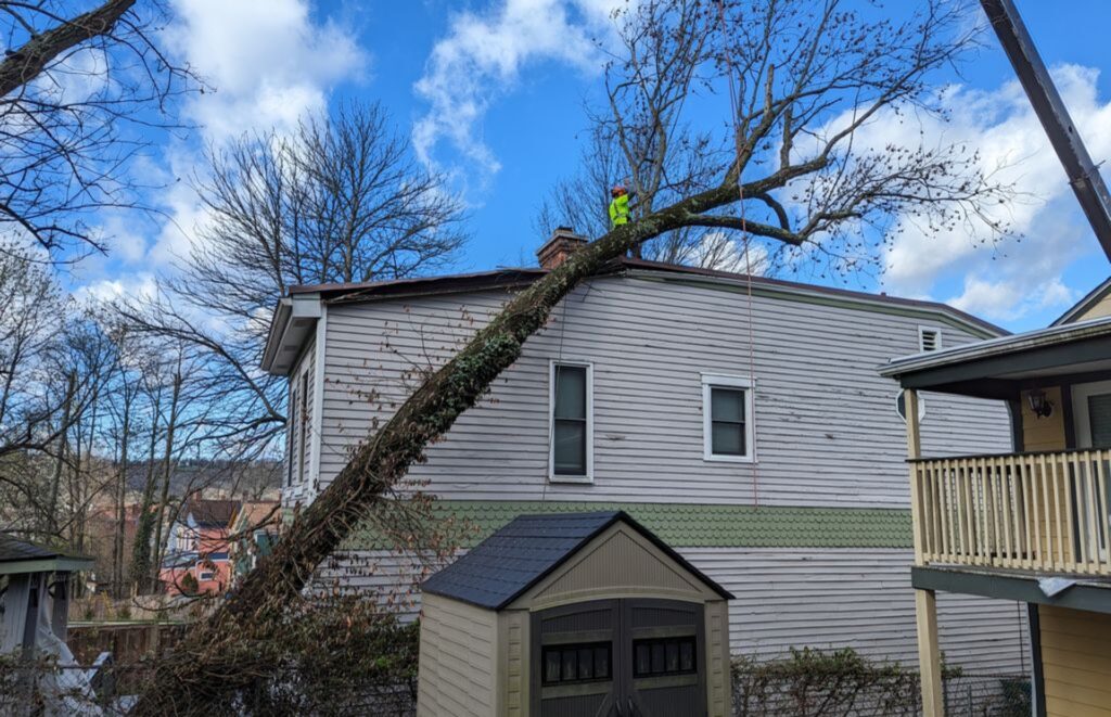 Tree care worker rigging a crane line to a large tree that has fallen onto the roof of a Cincinnati home after a storm, stabilizing it for safe removal.