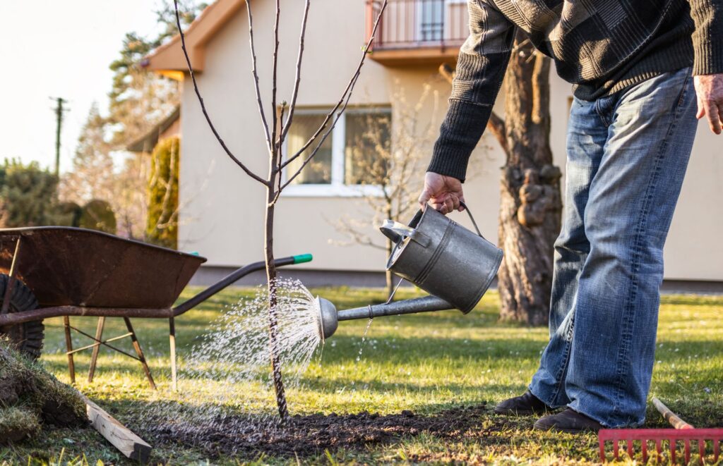 A homeowner watering a newly planted tree in their backyard, near Cincinnati, OH.