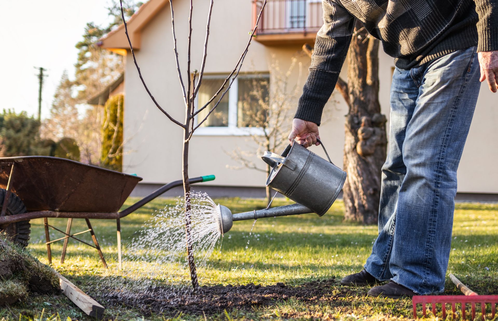 When Is the Best Time to Plant Trees in Cincinnati Ohio? | Lefke Tree ...