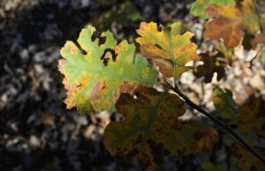 Closeup of damaged leaves on a diseased tree in Cincinnati, OH.