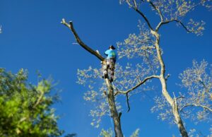 A member of the Lefke Tree Experts team removing a dead tree in Anderson, OH.