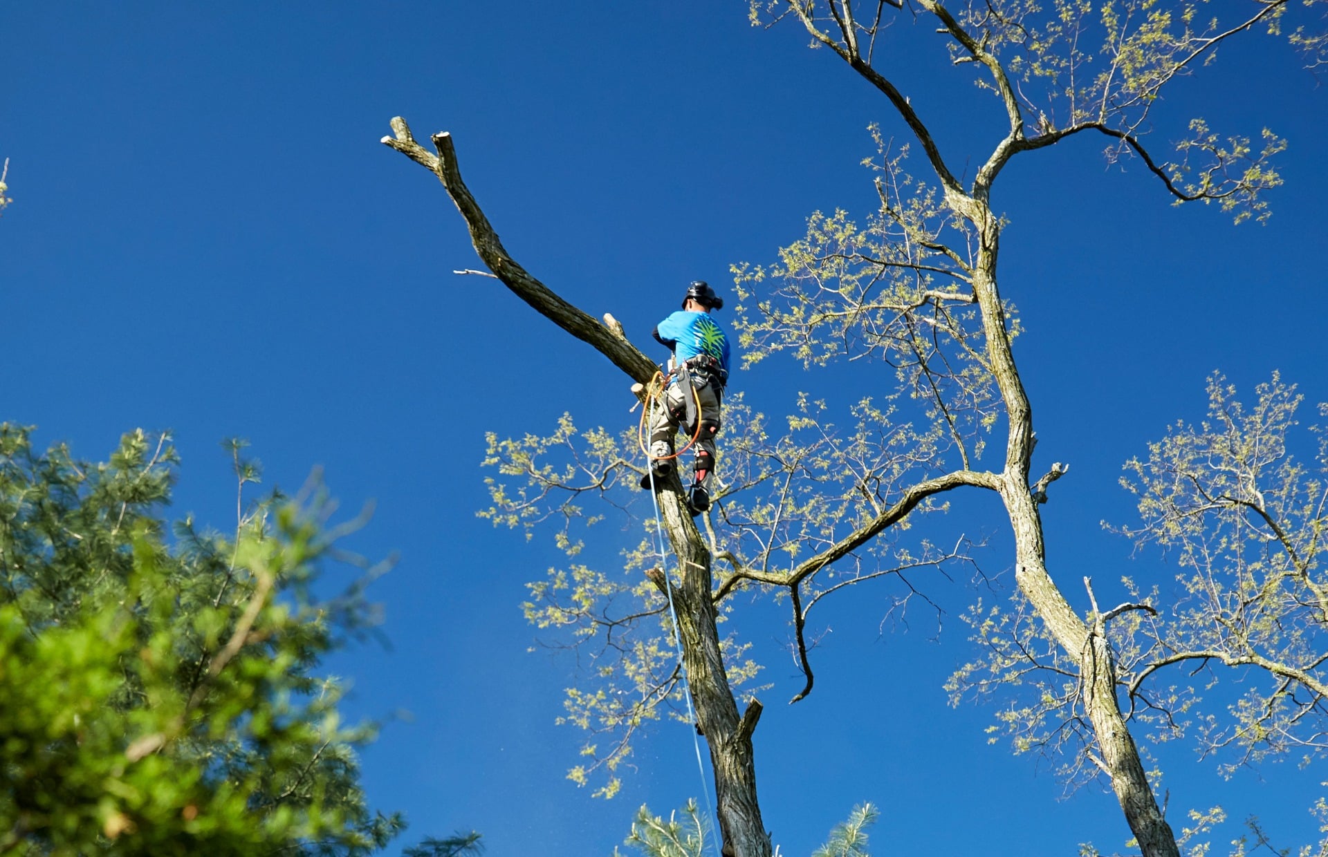 How to Tell If a Tree Is Dying or Dead in the Cincinnati Metropolitan ...