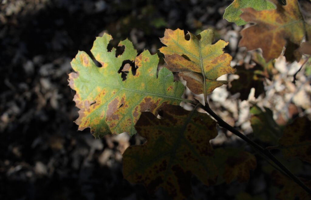Oak leaves with yellowing and brown discoloration spreading from the edges inward, an early symptom of oak wilt infection.