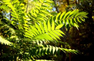 Tree of Heaven compound leaves with multiple pointed leaflets arranged in pairs along a central stem, backlit by sunlight in a Cincinnati yard.