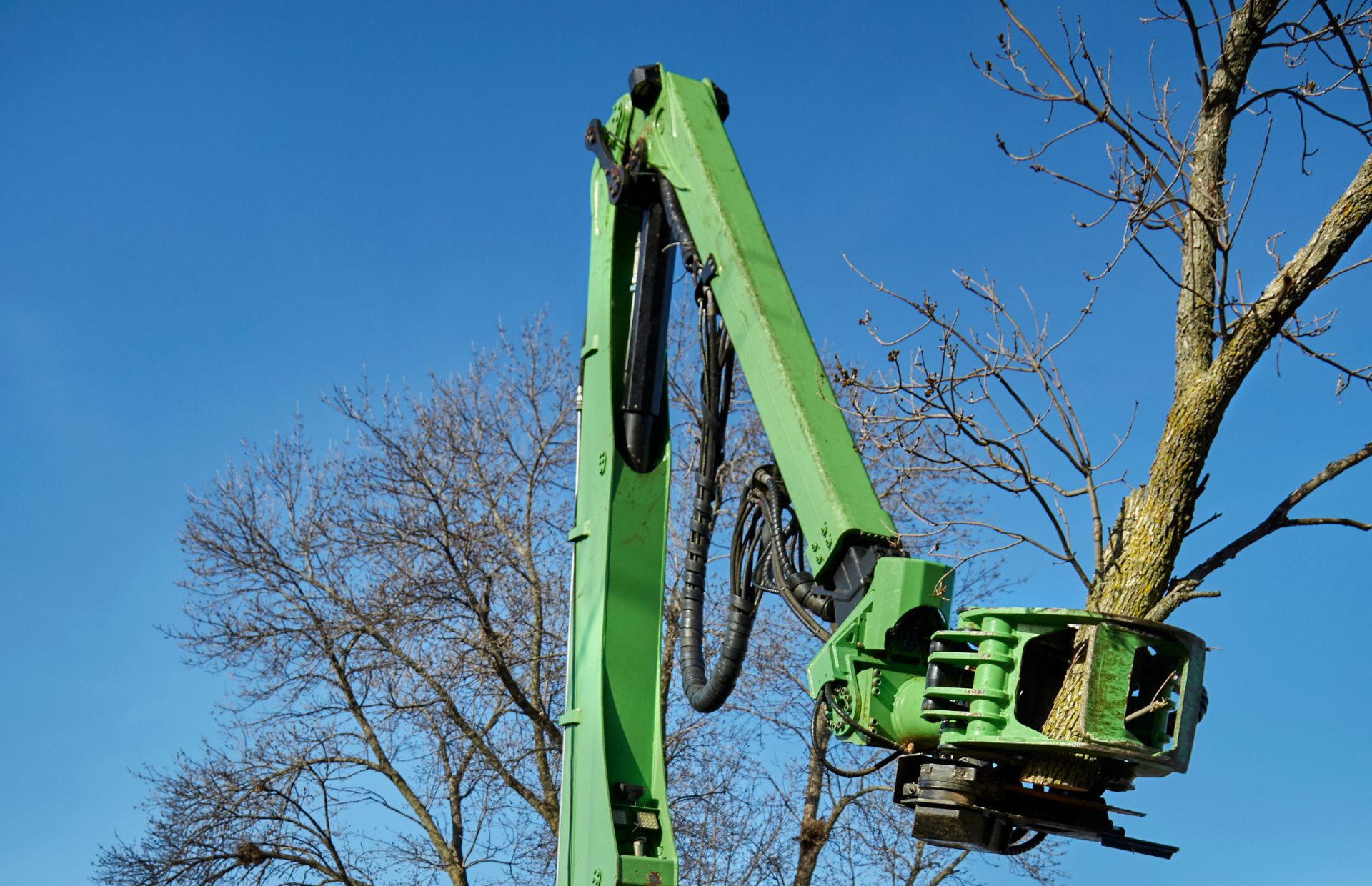 Winter Tree Removal Tips - Elite Tree Care