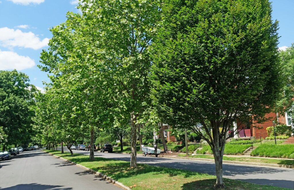 A variety of trees grow on a residential street in Ohio.