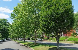 A variety of trees grow on a residential street in Ohio.