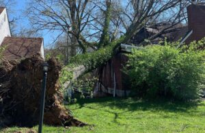 A fallen tree in a Cincinnati-area backyard that was removed by Lefke Tree Experts.