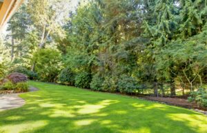 Image of a beautiful Ohio yard, with numerous healthy tree species shown.