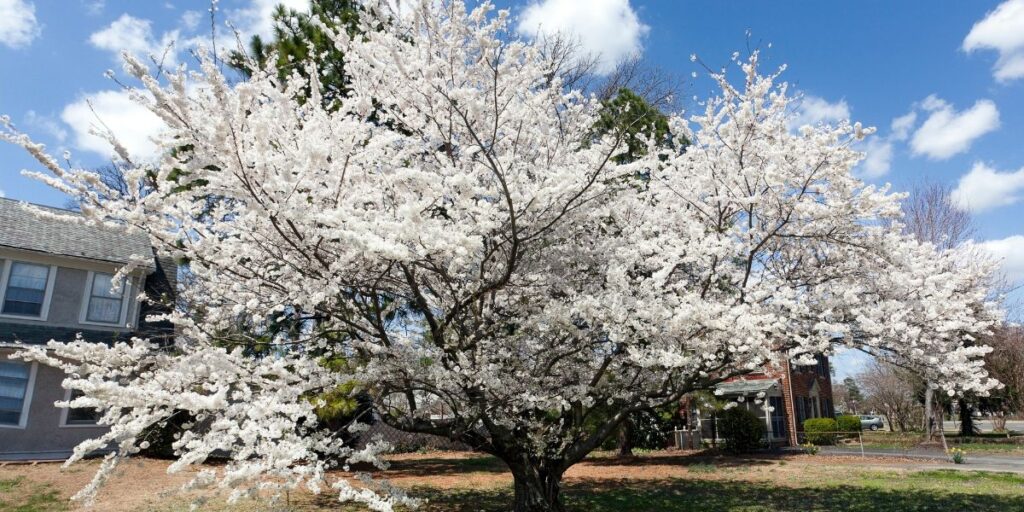 A Bradford pear tree with blooming flowers.
