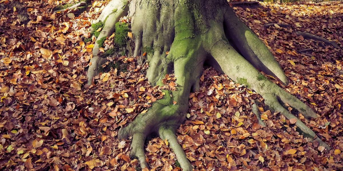 The base of a large tree surrounded by fallen brown leaves with its roots growing above the surface of the ground.