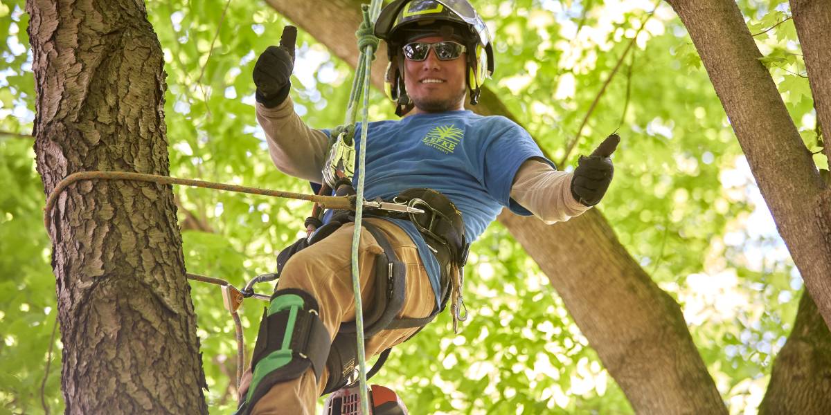A Lefke employee gives a double thumbs-up as he hangs from a tree he is pruning.