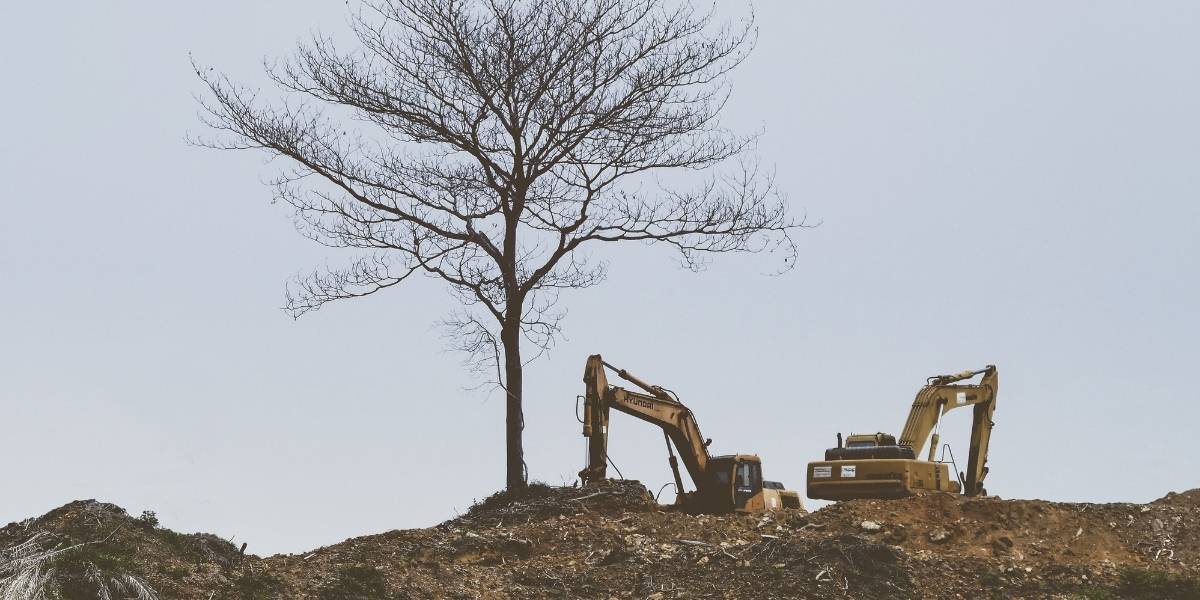 A leafless tree stands alone on a cleared hill next to two construction backhoes illustrates the importance of protecting trees during construction.
