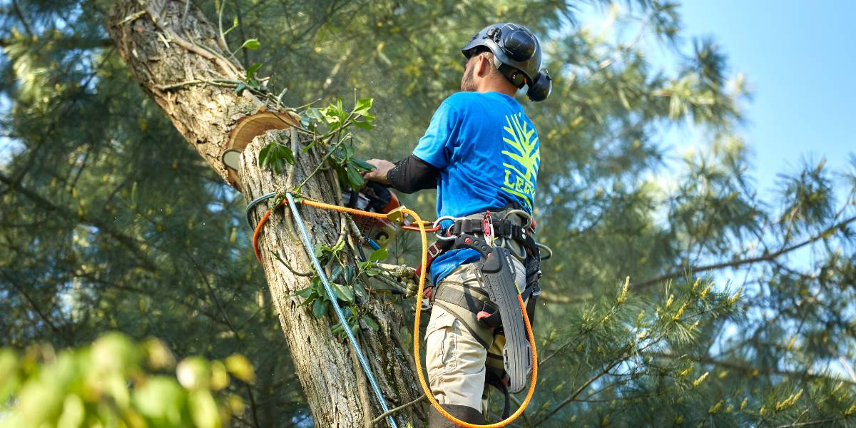 A Lefke team climber stands rigged with ropes on a large tree that is being removed.