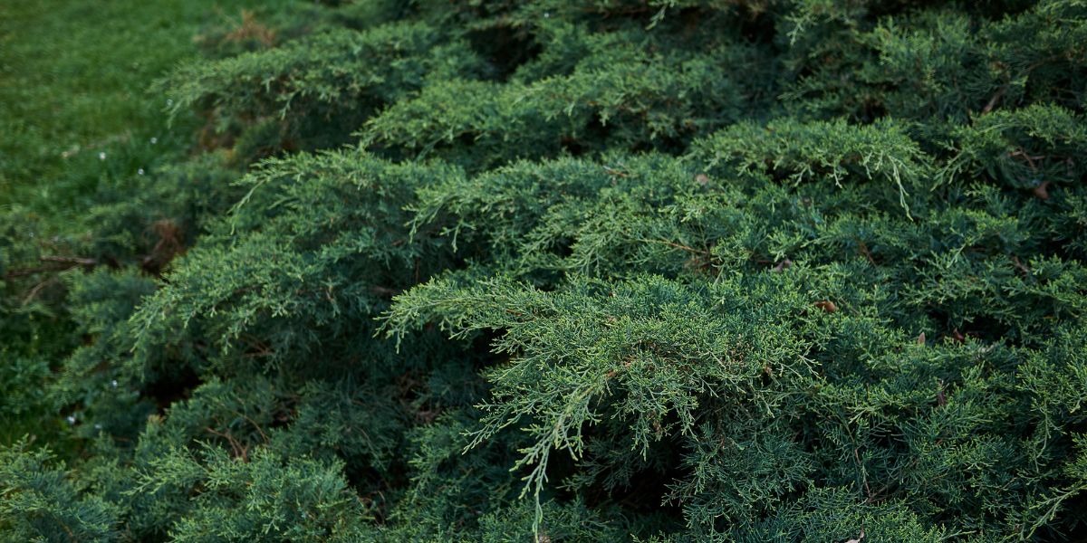 The dense foliage of an Eastern red cedar.