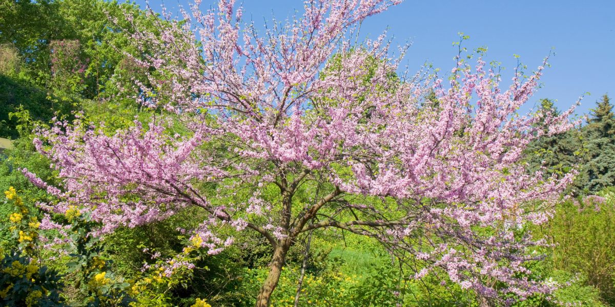 Eastern redbuds bloom with bright pink flowers early in spring.