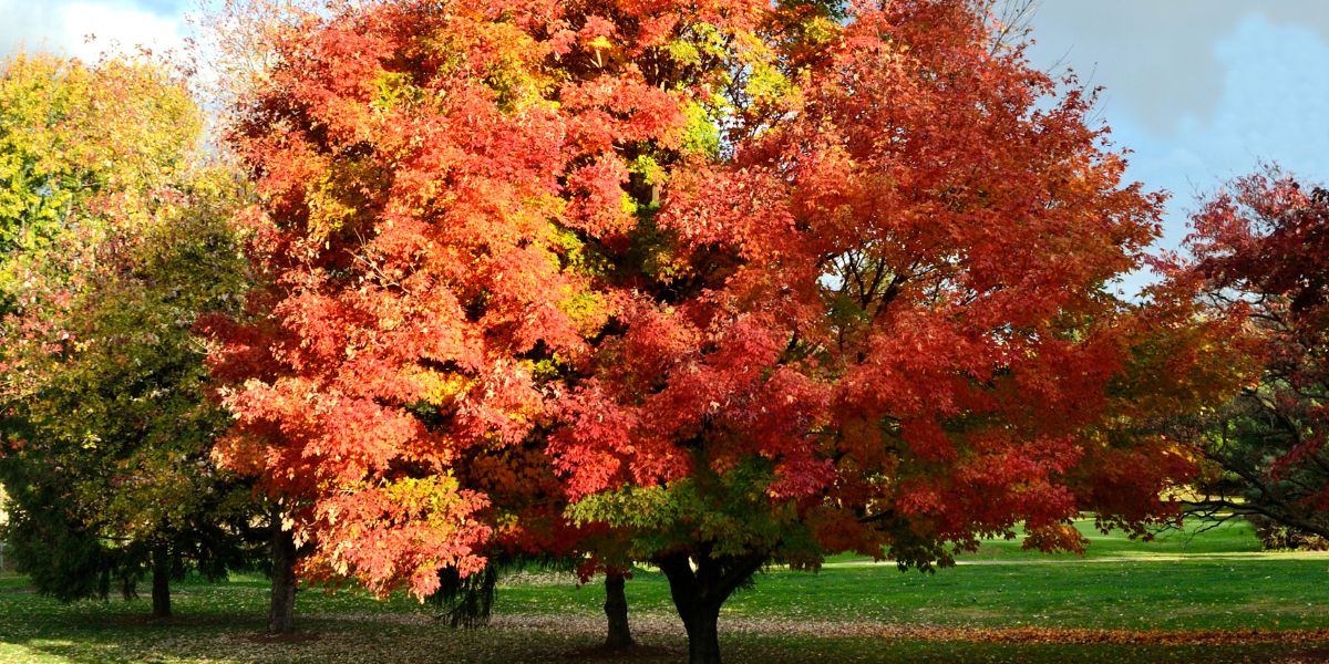 The foliage of a majestic maple tree in the fall is always impressive. 