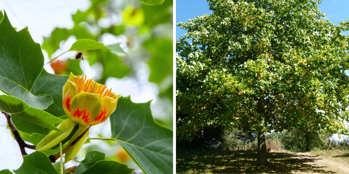 A mature tulip tree, which can grow up to 100 feet or more in height. 