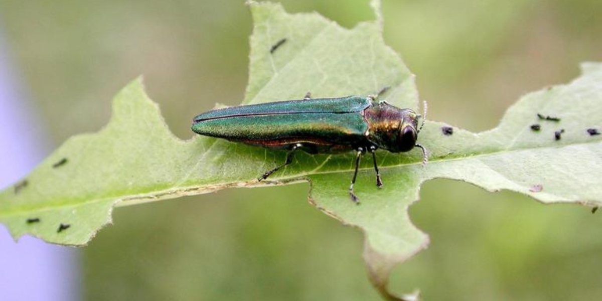 Adult EAB beetle on the leaf of an ash tree in Cincinnati.