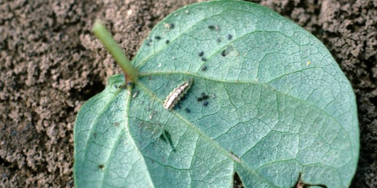 Aphids infesting a leaf that has fallen from a tree, near Cincinnati, OH.