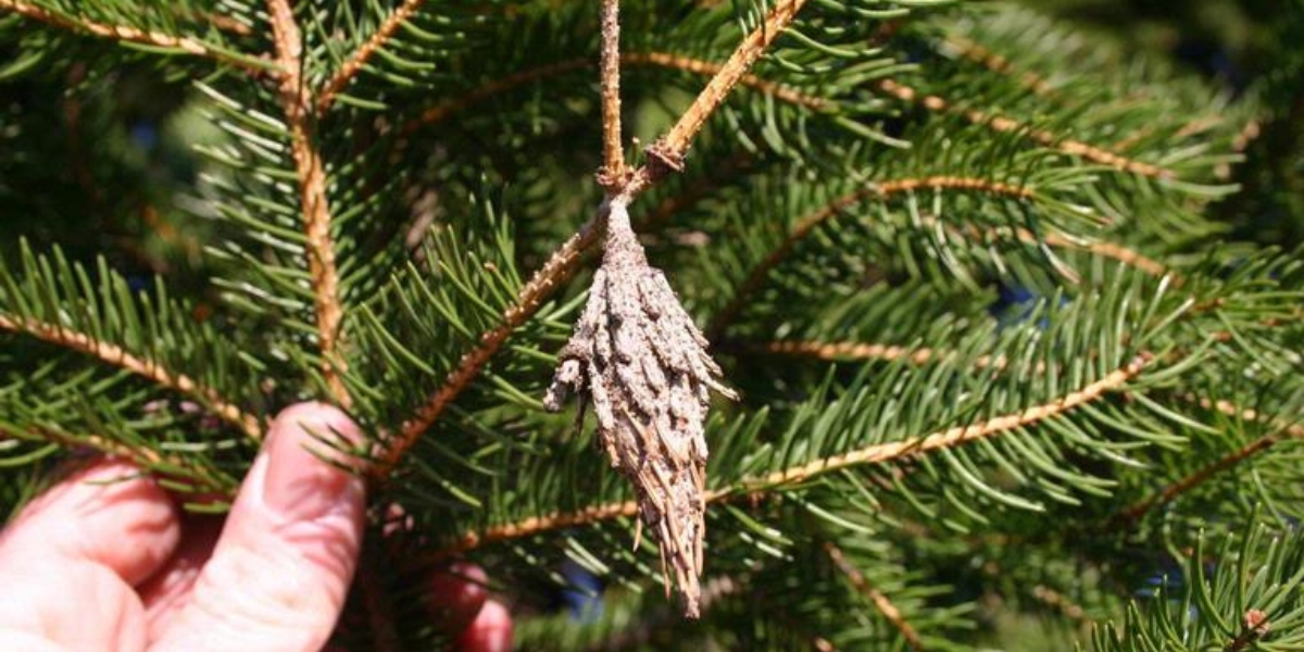 A bagworm nest on a conifer near a house in downtown Cincinnati, Ohio.