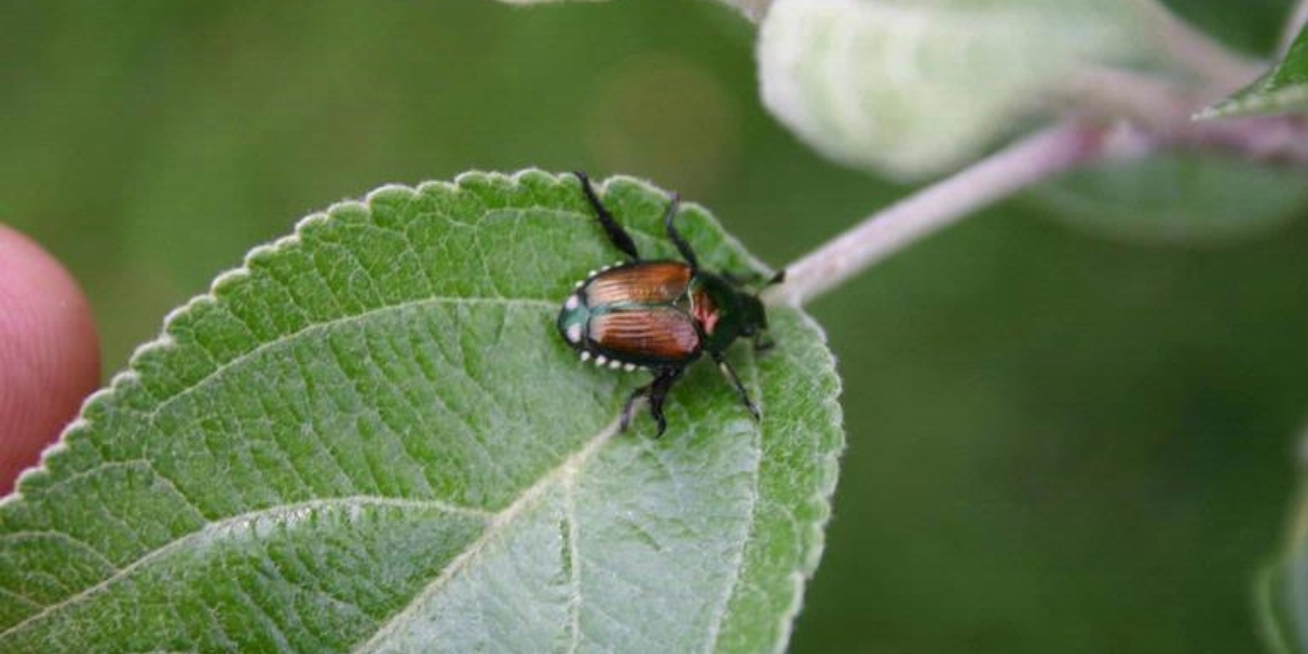 Japanese beetle on a leaf in the Cincinnati area.