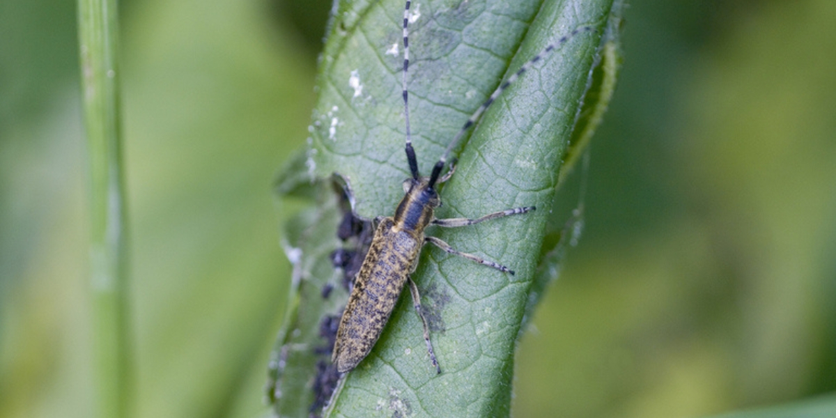 Longhorn beetle crawling up a leaf at a home near Cincinnati, OH.