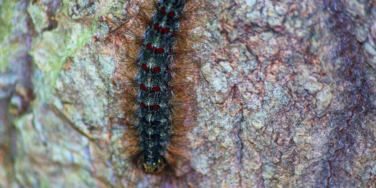 Spongy moth caterpillar crawling up a tree trunk at a home near Cincinnati.