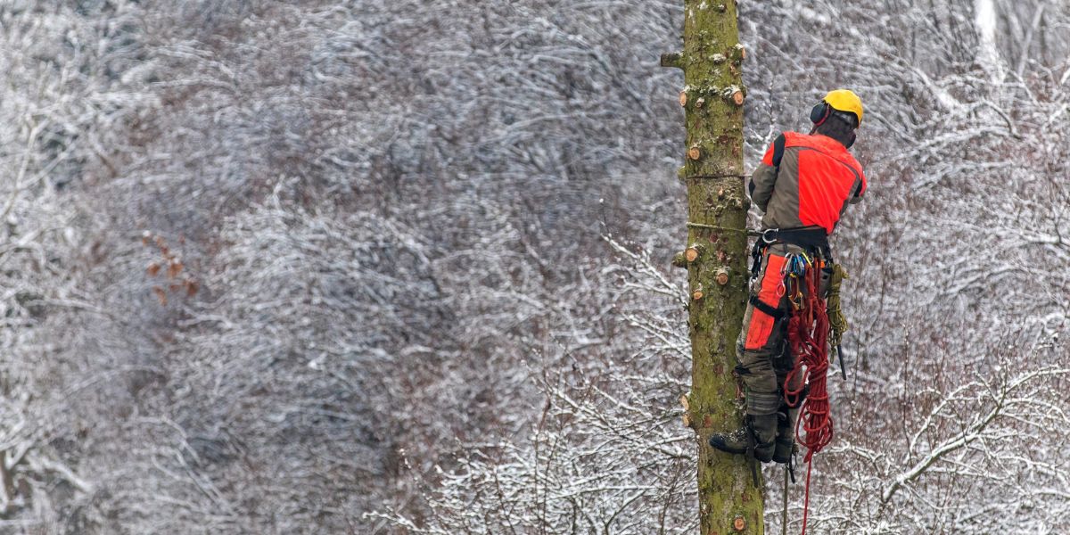 An arborist from Lefke Tree Experts climbing and removing a medium-sized tree, in a large yard near Cincinnati, OH.