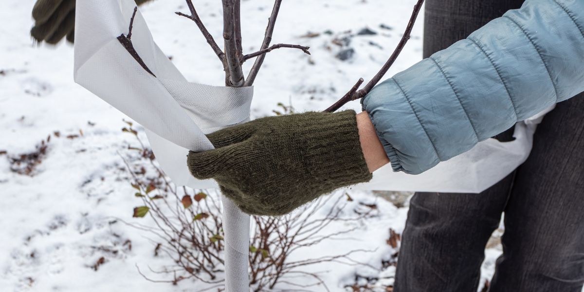 A homeowner wrapping a young tree to protect the tender trunk from sunscald, near Cincinnati, Ohio.