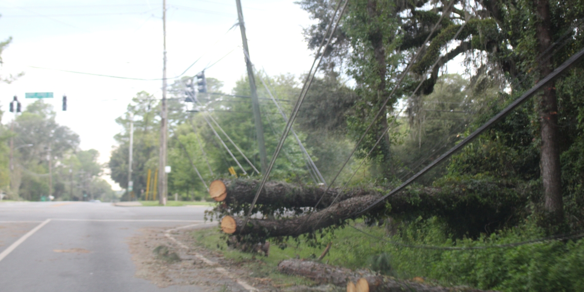 Fallen tree on damaged power lines after a storm, highlighting the importance of proactive tree maintenance near utilities.