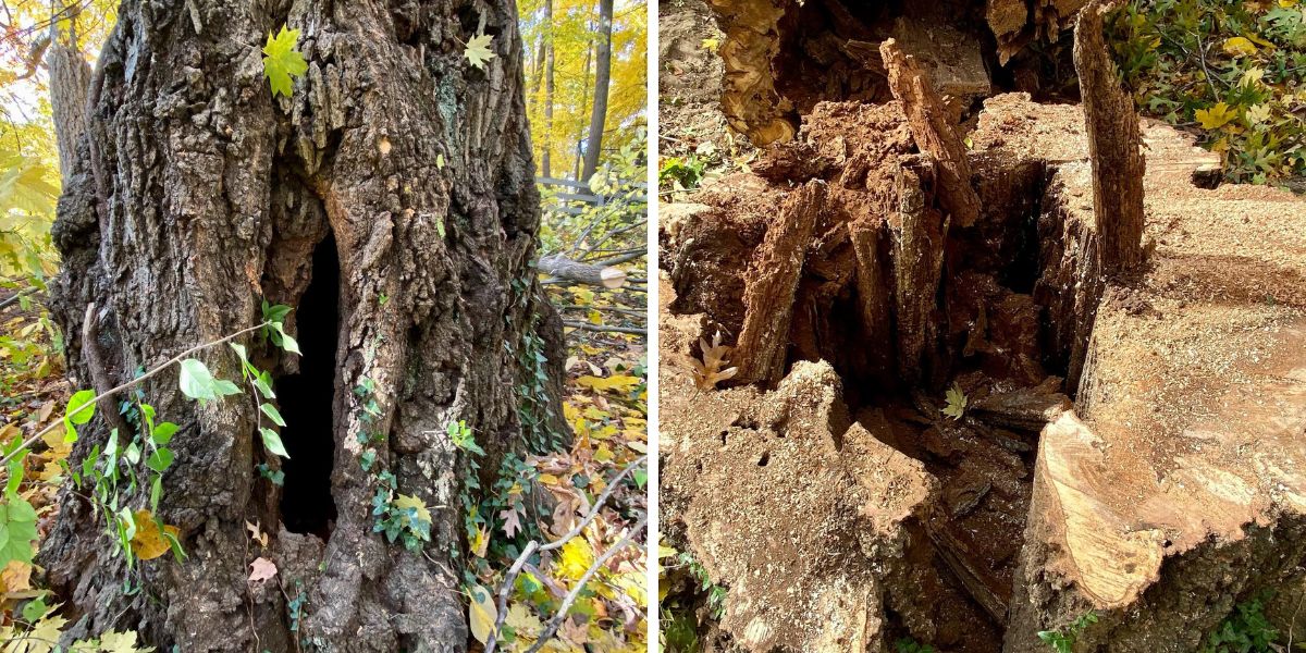 A Cincinnati area tree showing signs of decay, before and after it was taken down by Lefke Tree Experts.