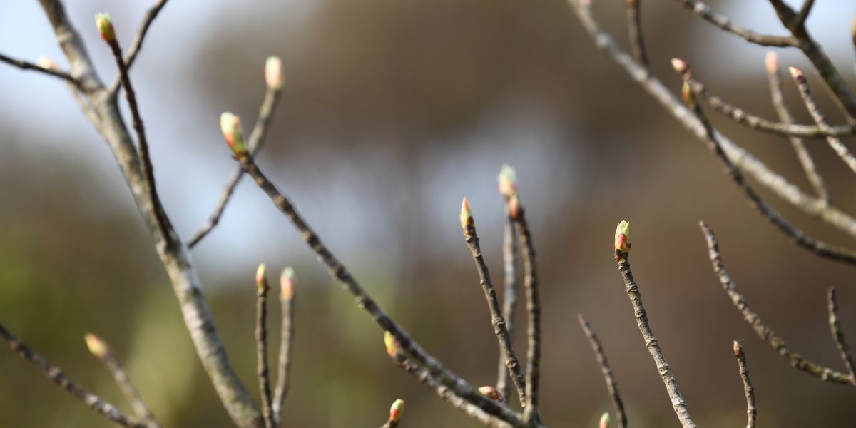 Tree starts to bud during spring.