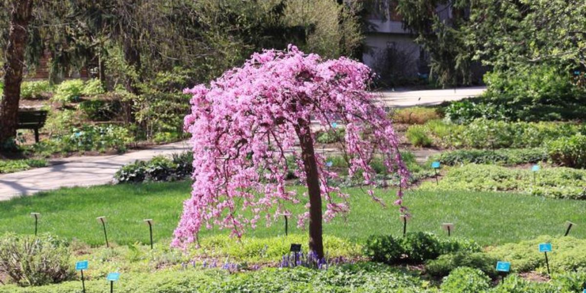 A blooming red bud tree in suburban Cincinnati yard.