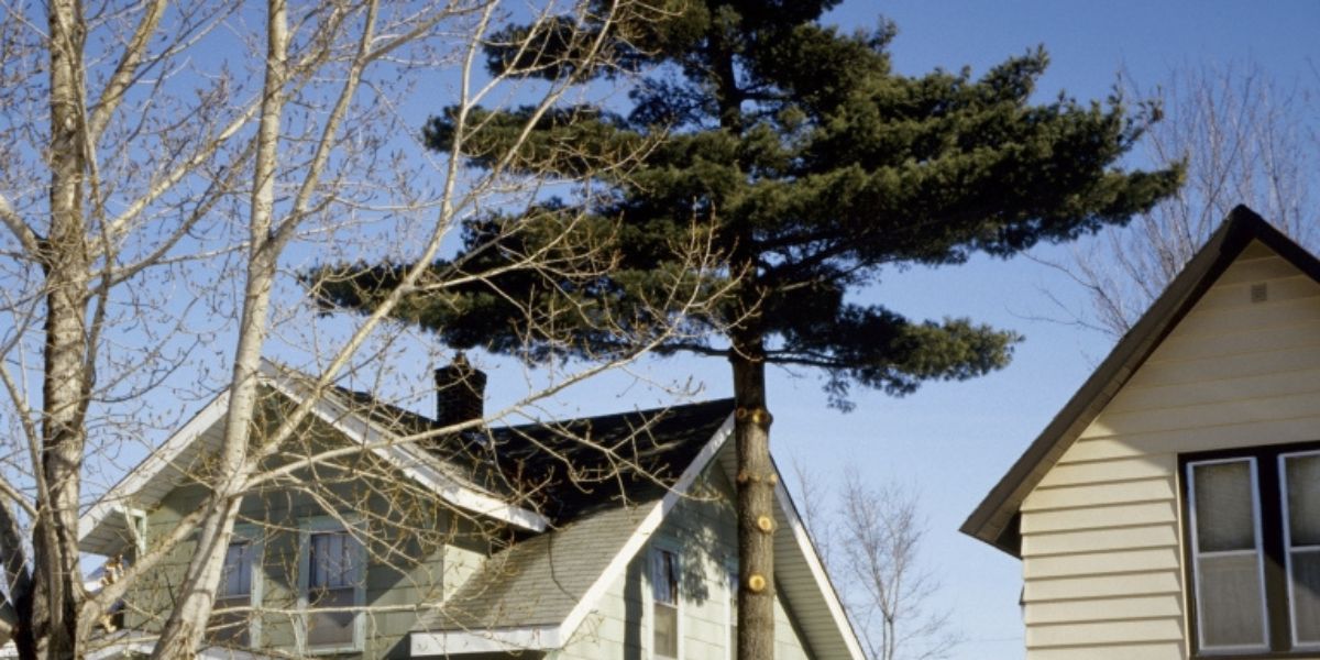 An eastern white pine planted between two homes near Cincinnati.