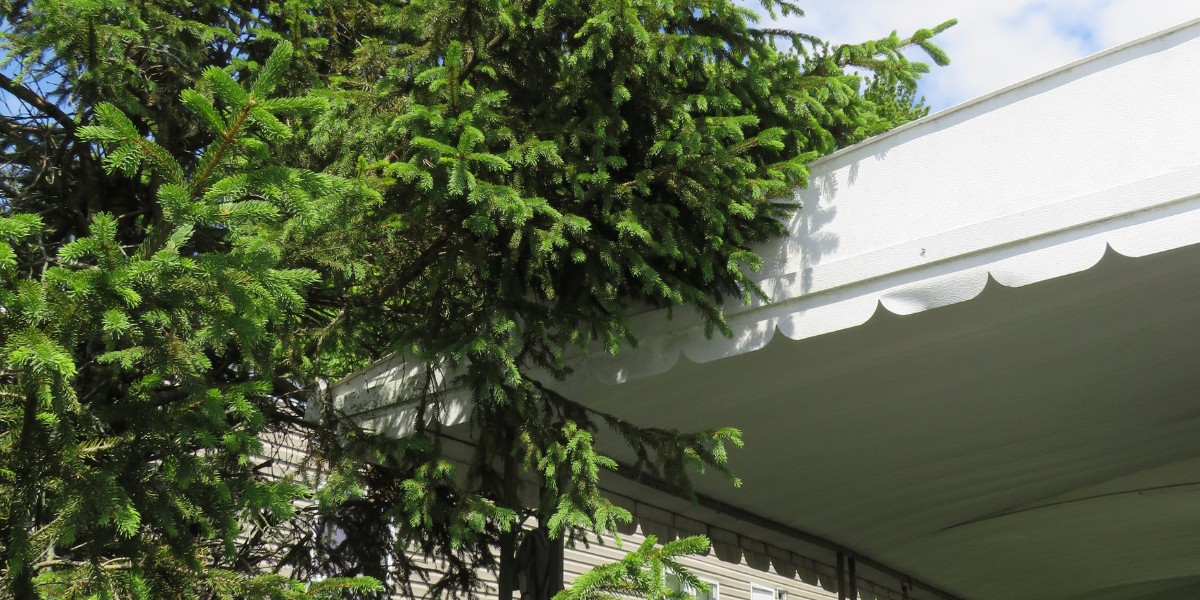 An evergreen tree rubbing up against a roof in Glendale, OH.