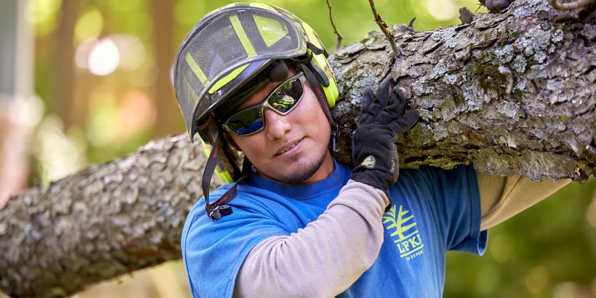 A member of the Lefke Tree Experts team carrying a log from a recently cut down tree.