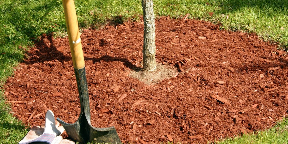 A newly planted tree in a Cincinnati yard, with fresh mulch applied around the base.