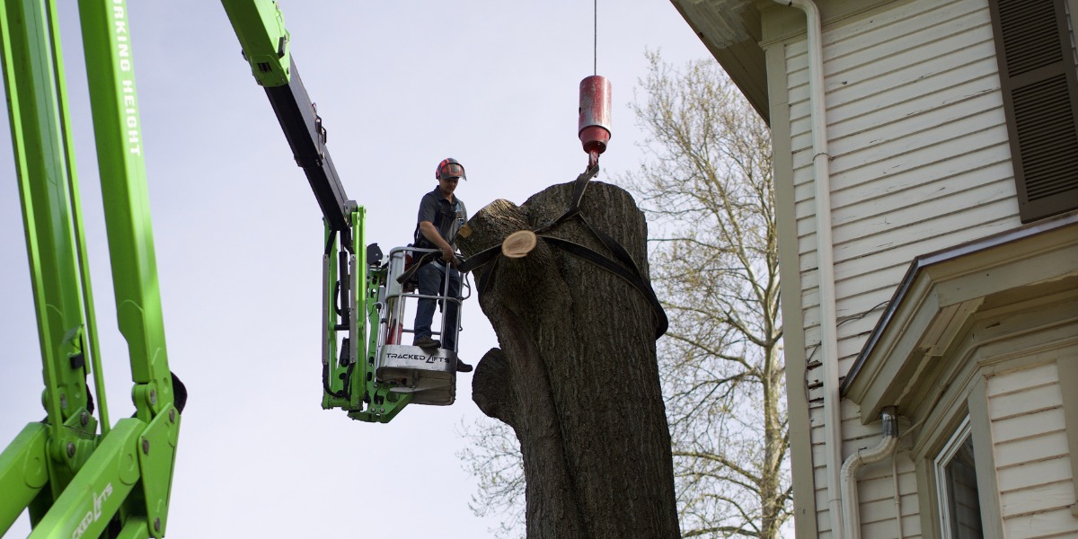 A member of the Lefke Tree Experts team securing a tree to a crane during tree removal in Clifton, OH.