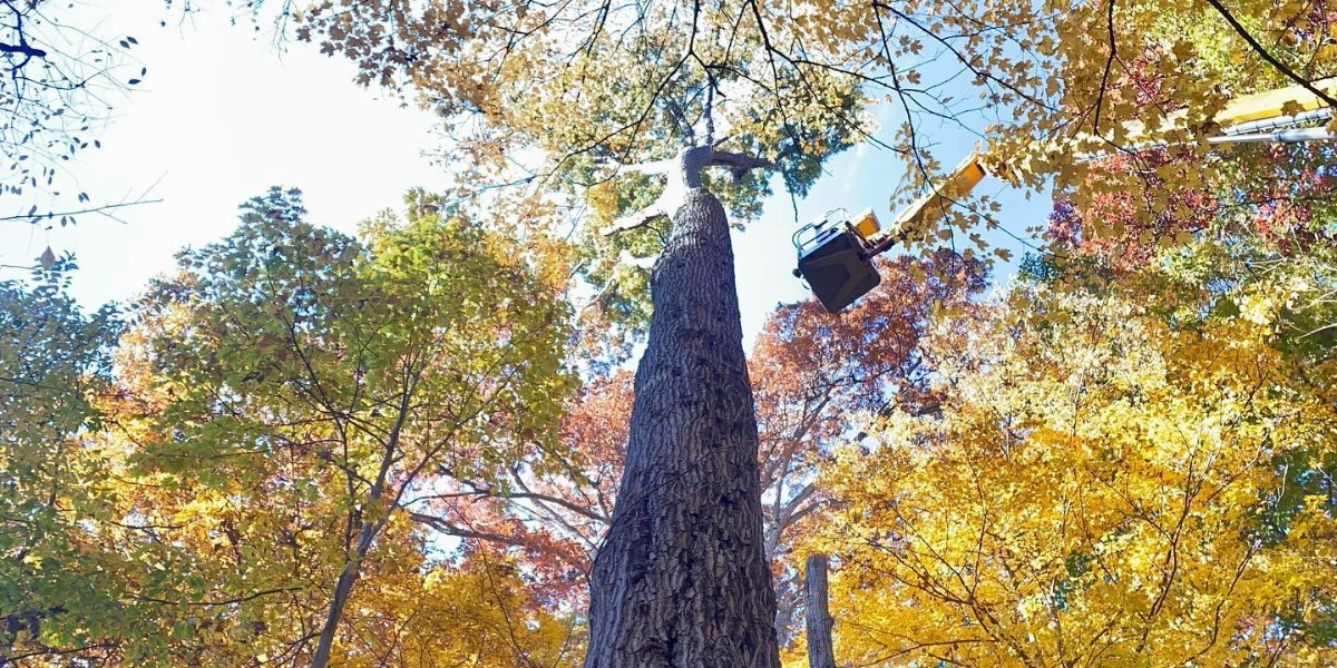 A dead tree that decayed from a fungal disease in Mount Adams, OH.