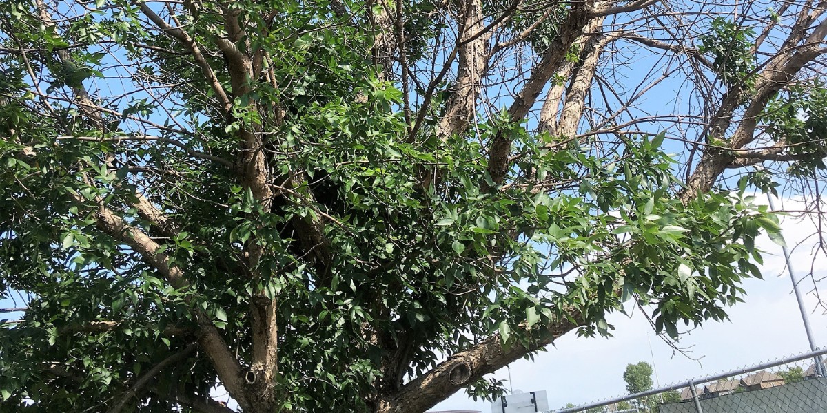 An ash tree with dead patches in the canopy from emerald ash borer damage in Pleasant Ridge, OH.