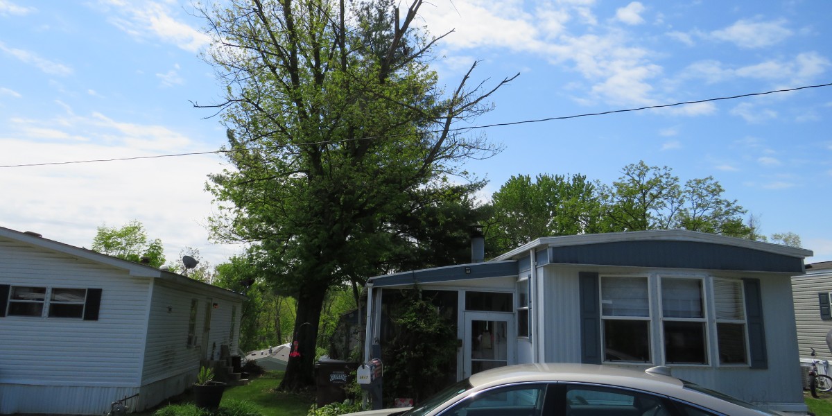 Tall tree growing next to a house with large branches hanging over the roof, creating a potential risk for storm damage.