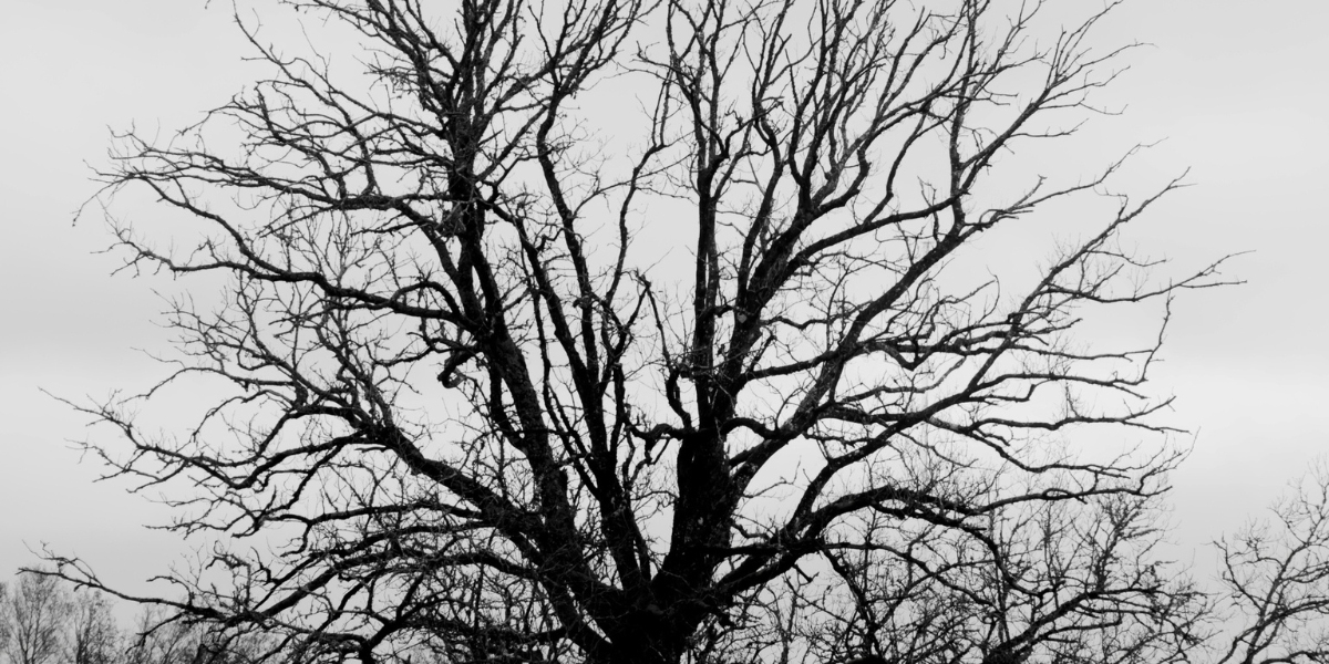 Winter Tree Work in Cincinnati: Why Smart Homeowners Get Estimates Now 1 Large deciduous tree with bare branches silhouetted against a gray winter sky, showing clear branch structure during dormancy in Cincinnati.
